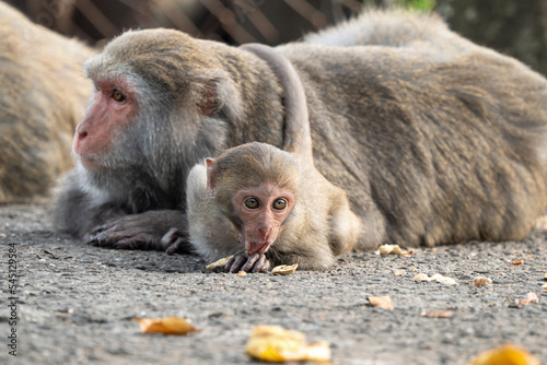 Formosan macaque, Formosan rock monkey also named Taiwanese macaque in the wild. © RomixImage
