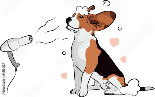 Sitting Beagle dog grooming, dog with big ears. Cute dog spa logo design. Dog with wind, blowing, hairdryer. Pet character postcard art. Funny dog mascot with a heart. Soap foam and Beagle bath time.