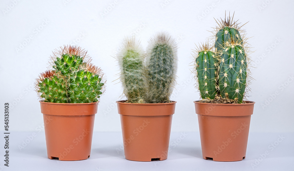 Cactus round, oblong and with hair in a pot. Small cuttings of prickly flowers with needles on a white background. Head old man Cephalocereus senilis and Cap bishop of Astrophytum myriostigma and Snak