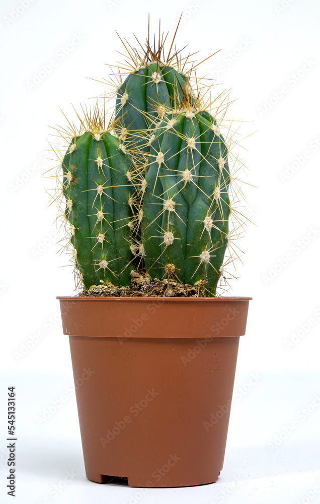 Elongated cactus in a brown pot on a white background. Snake cactus Aporocactus Mallisonii