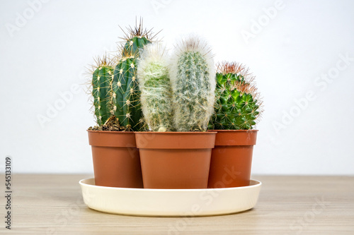 Cactus round, oblong and with hair in a pot. Small cuttings of prickly flowers with needles on a white background. Head old man Cephalocereus senilis Cap bishop of Astrophytum myriostigma and Snake