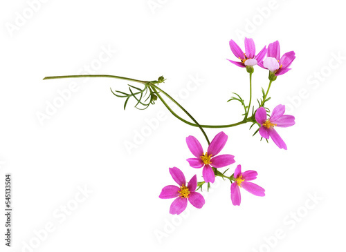 Pink cosmos flowers in a floral arrangement isolated on white or transparent background