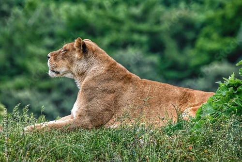 Obraz na plátně Close-up Of Lioness