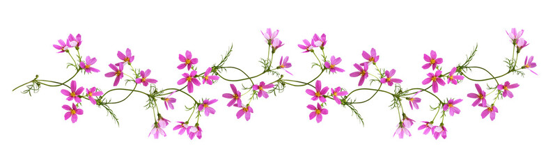 Ingelijste posters Bibliotheek Pink cosmos flowers in a floral garland isolated on white or transparent background  © Ortis