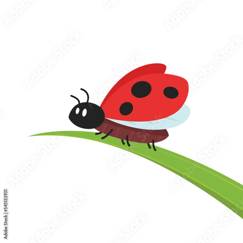 ladybug vector. ladybug on white background. wallpaper. symbol.