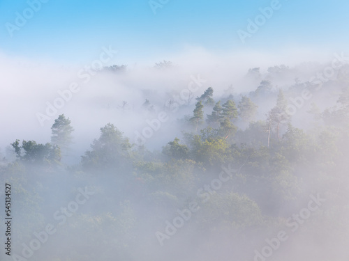 forest covered by morning fog, high key