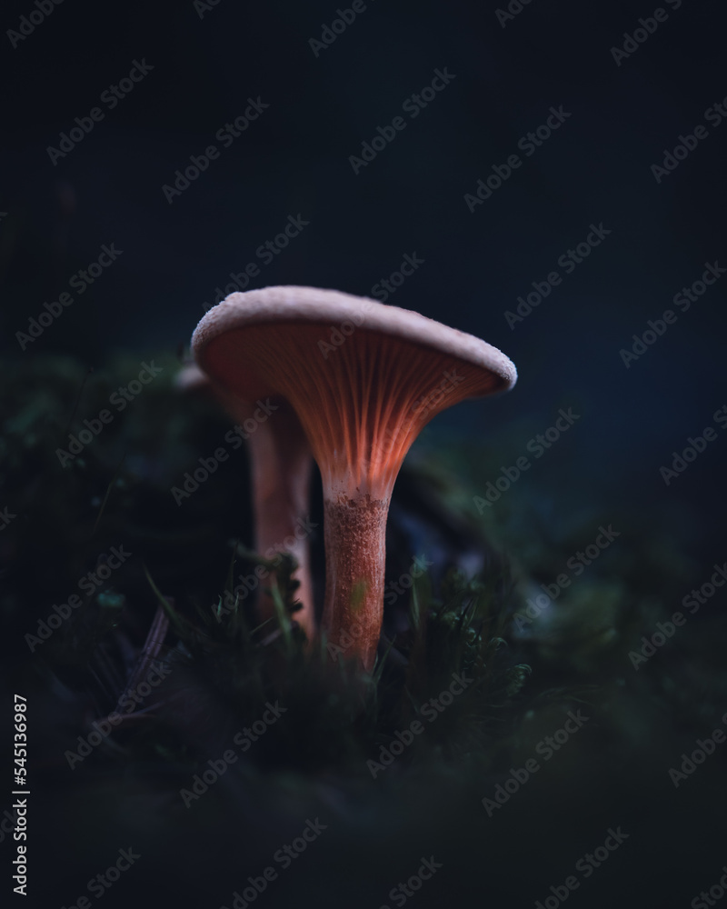 Fototapeta premium mushroom in the dark