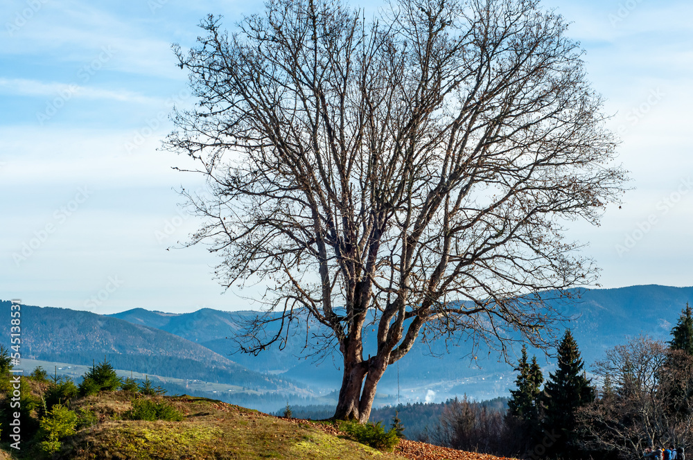 lonely large branched bald tree without leaves in a clearing against the backdrop of mountains and blue sky autumn landscape screensaver wallpaper lonely large branched bald tree without leaves in a clearing against the backdrop of mountains and blue sky autumn landscape screensaver wallpaper