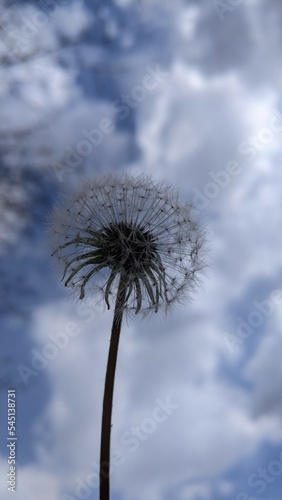 dandelion against the blue sky