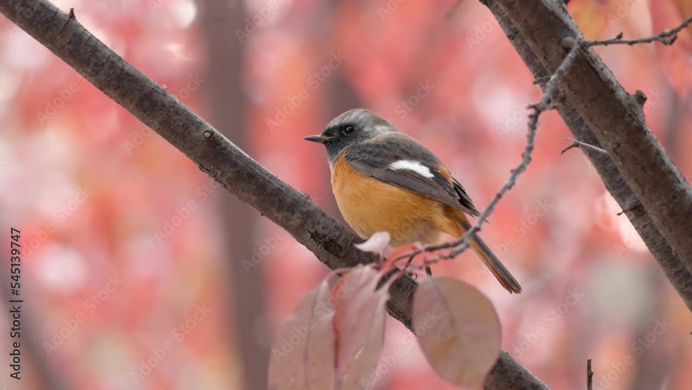 Daurian Redstart Bird (Phoenicurus auroreus) Purched on tree branch in Autumn red leaves blured in background - close-up Daurian Redstart Bird (Phoenicurus auroreus) Purched on tree branch in Autumn red leaves blured in background - close-up