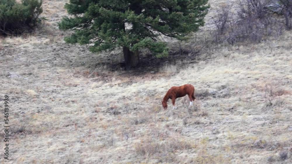 Horse Grazing in a Forest in Montana 4K Horse Grazing in a Forest in Montana 4K