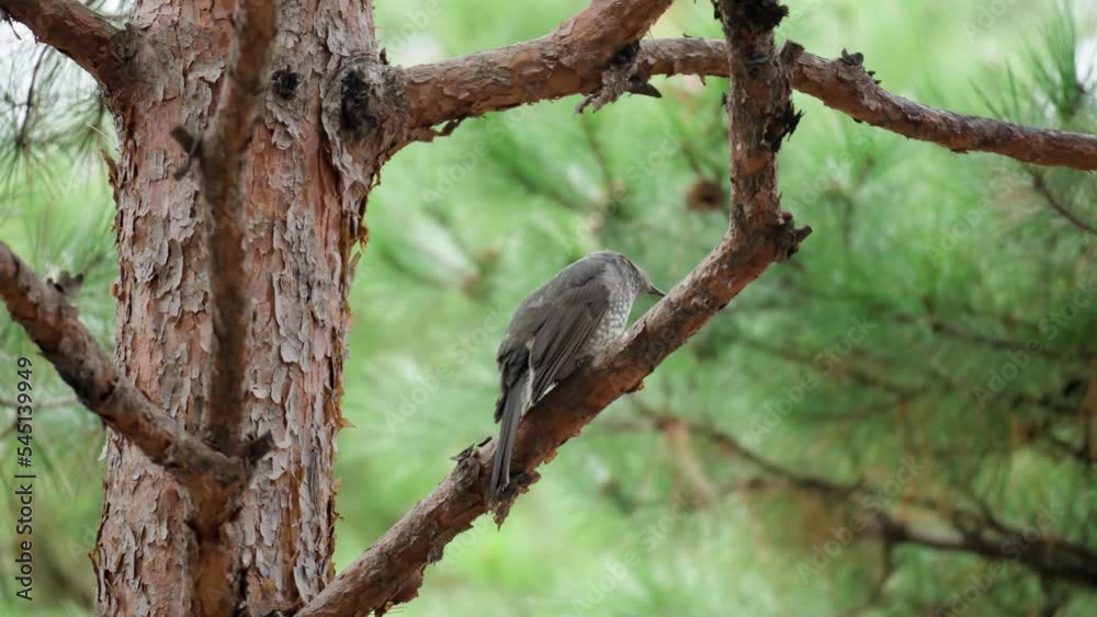 A Brown-eared Bulbul Perched on a Pine Tree A Brown-eared Bulbul Perched on a Pine Tree