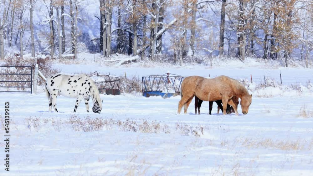 Horses Digging for Grass Under Snow Pasture in Montana 4K Slow Motion Horses Digging for Grass Under Snow Pasture in Montana 4K Slow Motion
