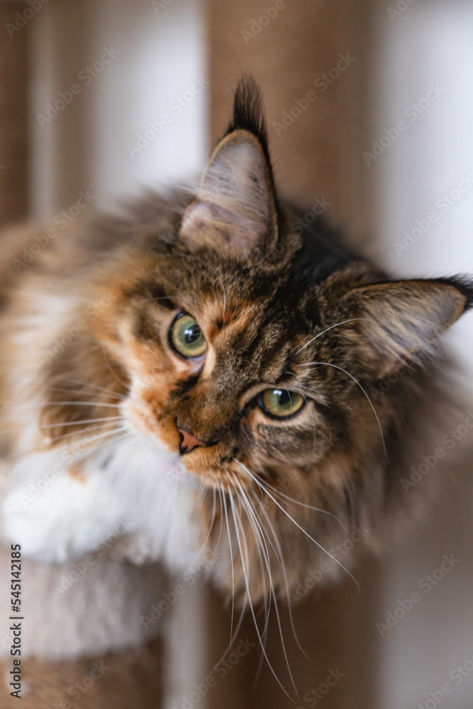 Charming Maine coon cat looking at the camera on cat tree near the light wall of the house. Scratching post.