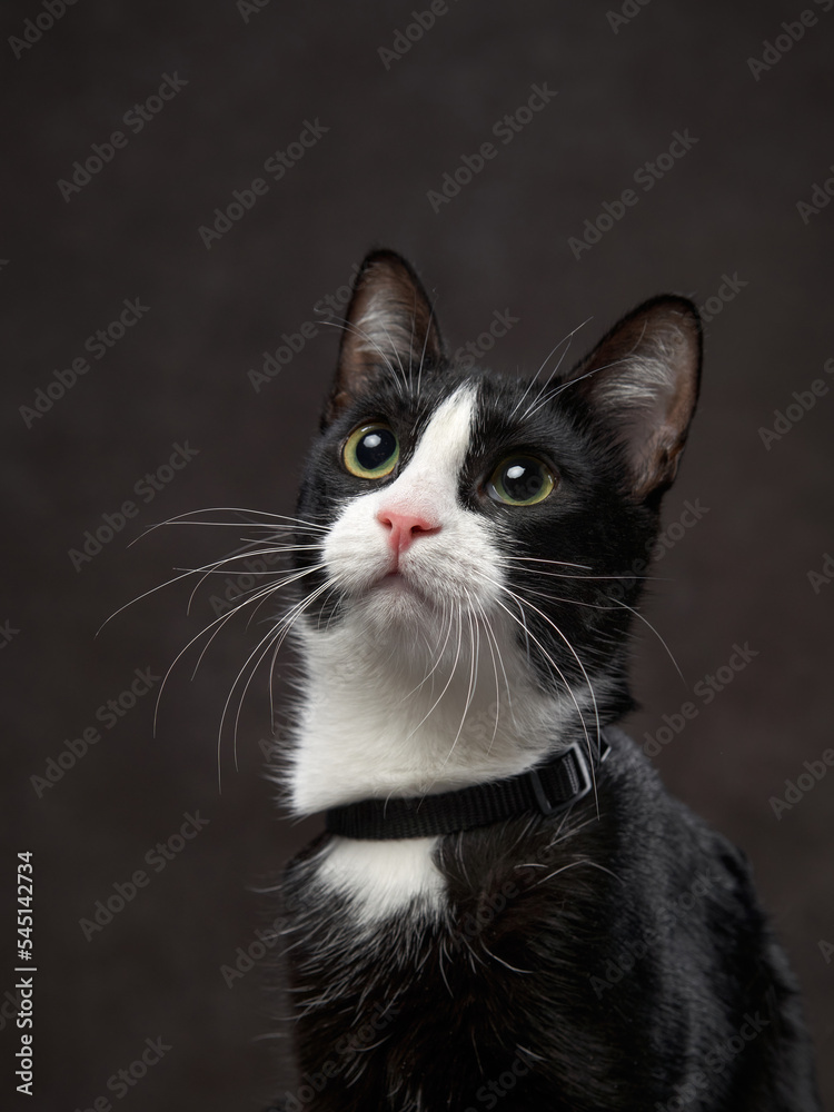 black and white cat on a brown canvas background. Pet in the studio