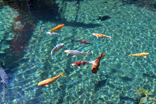白龍湖で泳ぐ鯉　秋　（高知県　津野町） © mitumal 