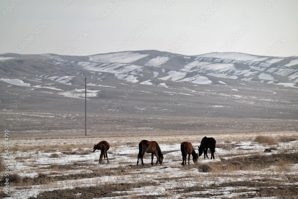 Horses in the mountains. Almaty. Kazakstan
