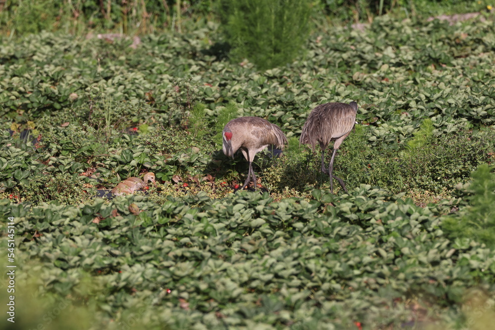 Sandhill crane Arthur R. Marshall Loxahatchee National Wildlife Refuge Florida Sandhill crane Arthur R. Marshall Loxahatchee National Wildlife Refuge Florida