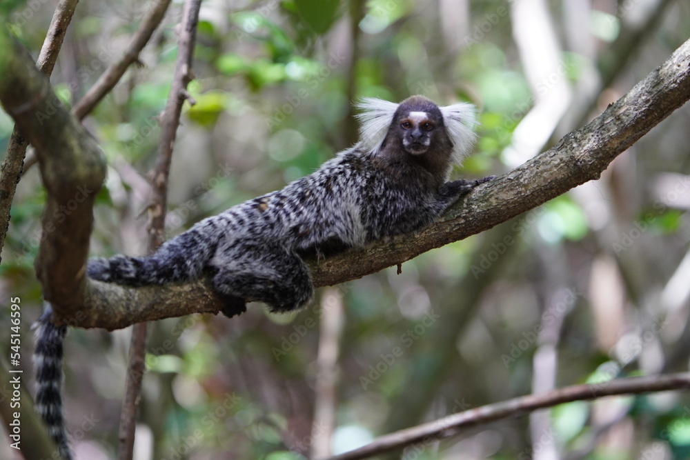The Santarem marmoset (Mico humeralifer), also known as the black and white tassel-ear marmoset, is a marmoset endemic to the Brazilian states of Amazonas and Pará.