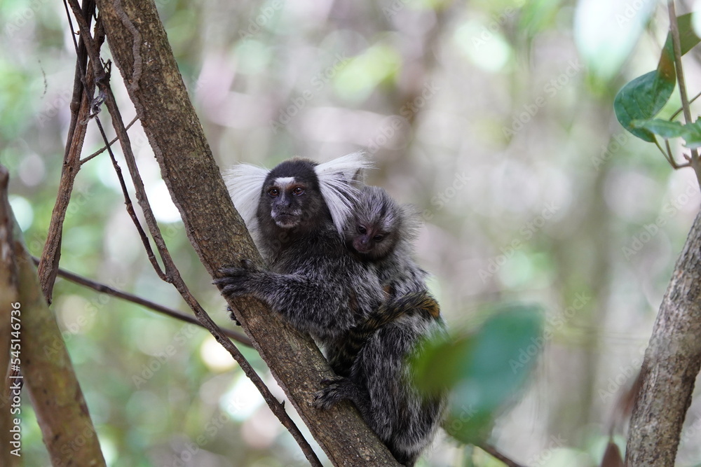 The Santarem marmoset (Mico humeralifer), also known as the black and white tassel-ear marmoset, is a marmoset endemic to the Brazilian states of Amazonas and Pará.