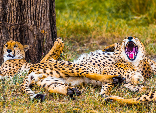 Fotobehang Cheetah On Field Yawning