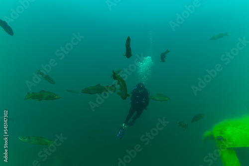 SCUBA diver suspended while surrounded by trout while exploring 