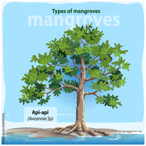 Vector illustration, Avicennia is one of the most common types of mangroves in Indonesia.