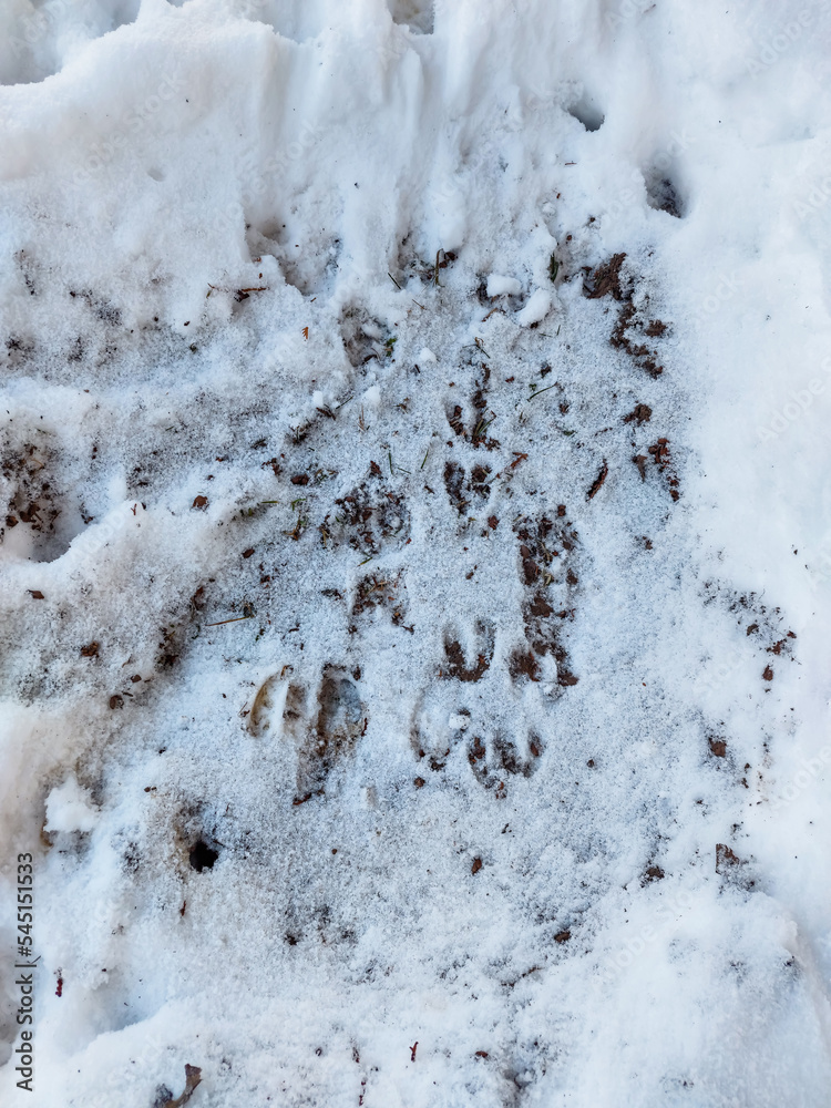 Close-up of a row of the perfect footprints of roe deer (Capreolus capreolus) on the ground covered with snow in winter Close-up of a row of the perfect footprints of roe deer (Capreolus capreolus) on the ground covered with snow in winter