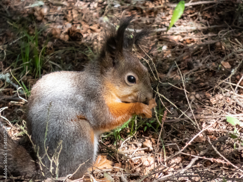 Close-up shot of the Red Squirrel (Sciurus vulgaris) with winter grey coat sitting on the ground and holding a pine cone in paws in bright sunlight with focus on eye. Beautiful animal scenery Close-up shot of the Red Squirrel (Sciurus vulgaris) with winter grey coat sitting on the ground and holding a pine cone in paws in bright sunlight with focus on eye. Beautiful animal scenery