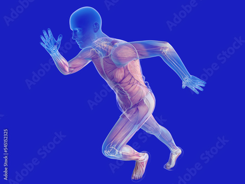 3d illustration of transparent human silhouette running. Showing the inner skeleton, joints and muscles.
