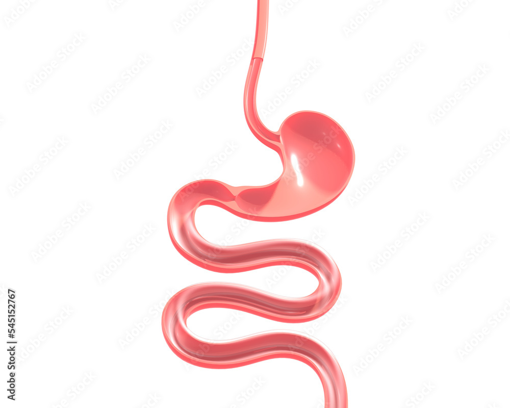 3d illustration of the human digestive system. From the esophagus to the small intestine, showing the anatomical interior. 3d illustration of the human digestive system. From the esophagus to the small intestine, showing the anatomical interior.
