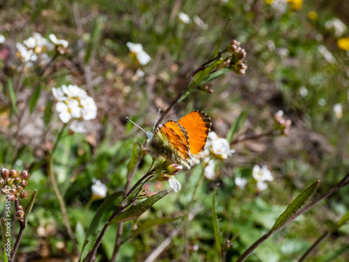 Macro shot of the adult male of the Orange tip (Anthocharis cardamines) - the undersides are mottled green and white creating camouflage wings with orange pigmentation settled on a flowerhead