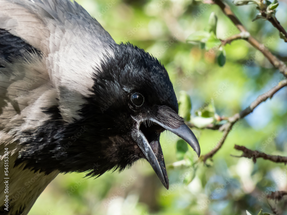 Obraz premium Beautiful close-up shot of the hooded crow (Corvus cornix) sitting on a tree branch among green leaves with blue sky in the bacground