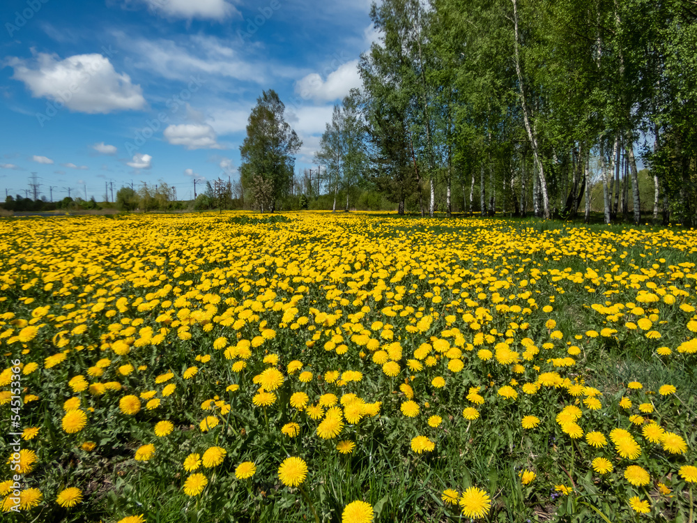 Obraz premium Bright yellow dandelions (Lion's tooth) flowering in the big field of flowers with green grass and yellow dandelions with horizon and blue sky