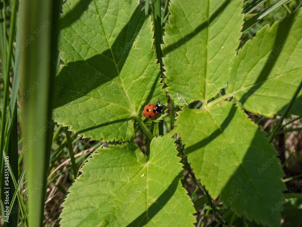 The seven-spot ladybird (Coccinella septempunctata) on aground. Elytra are red, punctuated with three black spots each, with one over the junction of the two The seven-spot ladybird (Coccinella septempunctata) on aground. Elytra are red, punctuated with three black spots each, with one over the junction of the two