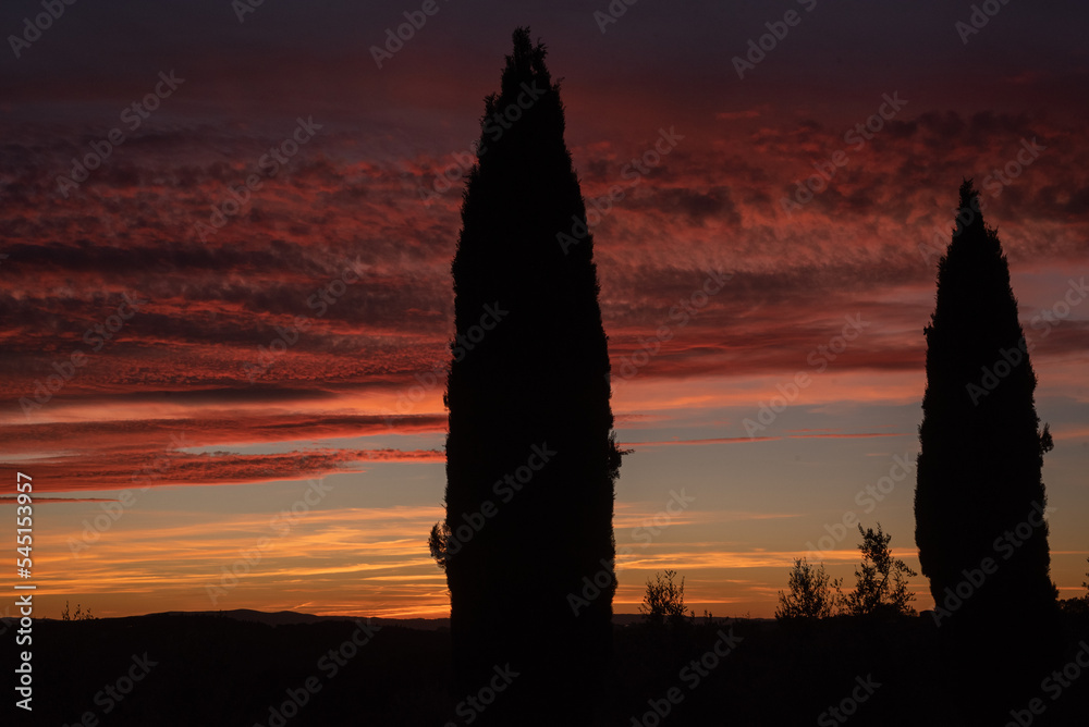 Sunset. Panoramic view the red evening sky, clouds and two trees, cypresses.