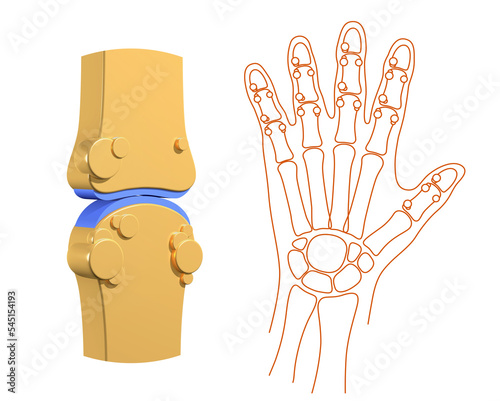 3D illustration of synovial joint with osteoarthritis. Next to line representation of a hand and its bones on white background. photo