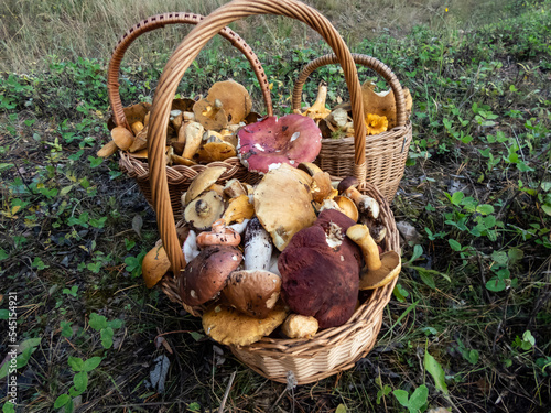 Wooden baskets on the ground full with edible mushrooms - russula rosea  chanterelles  boletus  champignons among forest vegetation