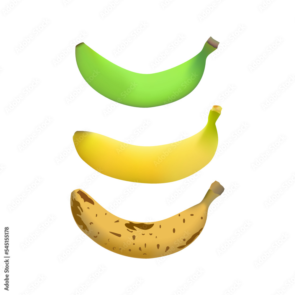 Banana vectors ranging from unripe bananas, ripe bananas and rotten bananas. Vector illustration.