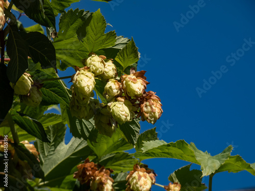 Climbing plant Common hop (Humulus lupulus) with cone shaped fruits in sunlight with blue sky background photo