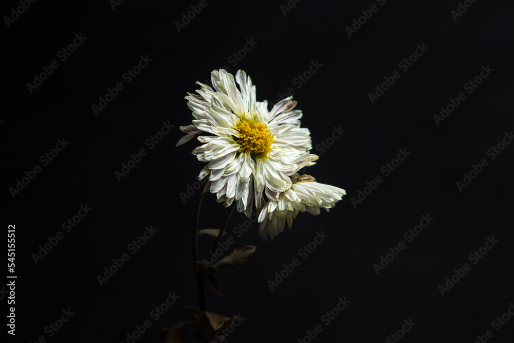 Dried white flower on a black background. Withering nature
