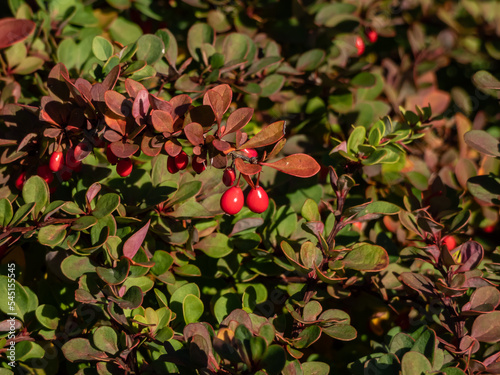 Fototapeta Naklejka Na Ścianę i Meble -  Orange and red leaves and red fruits of low-growing, deciduous shrub of Japanese barberry (Berberis thunbergii) 'Green Carpet' in autumn