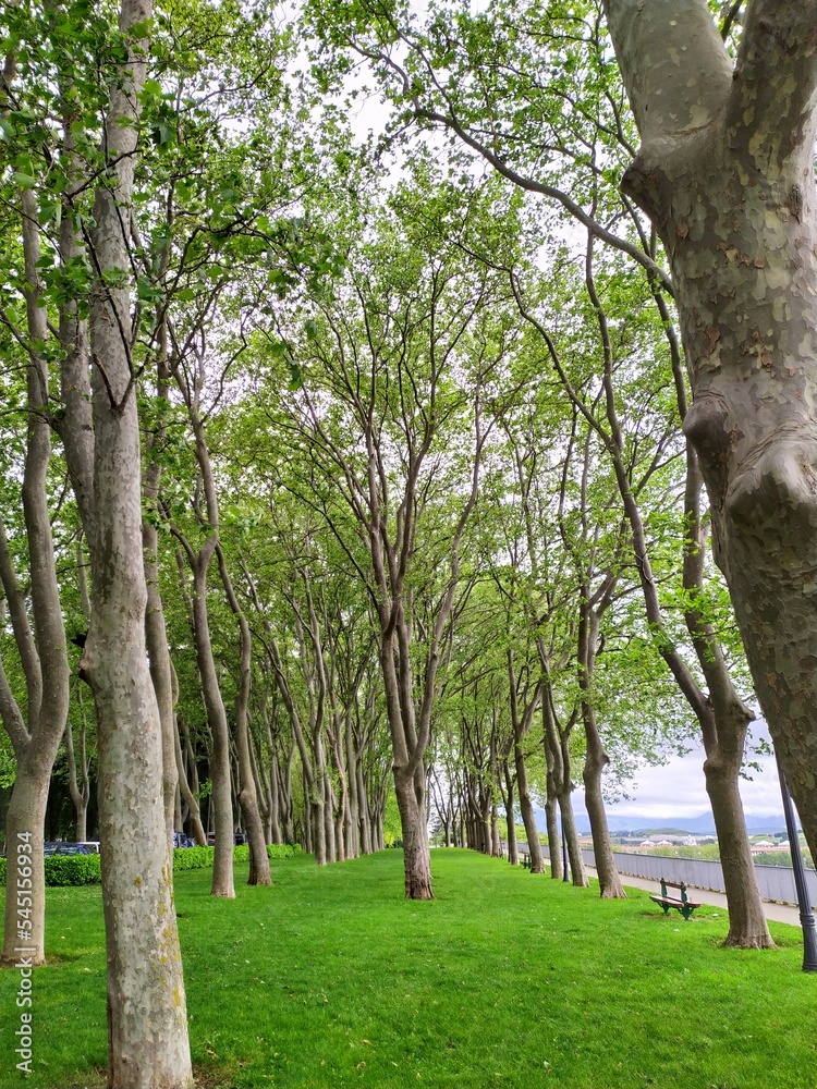 Parque verde con árboles en la Taconera de Pamplona. Parque verde con árboles en la Taconera de Pamplona.