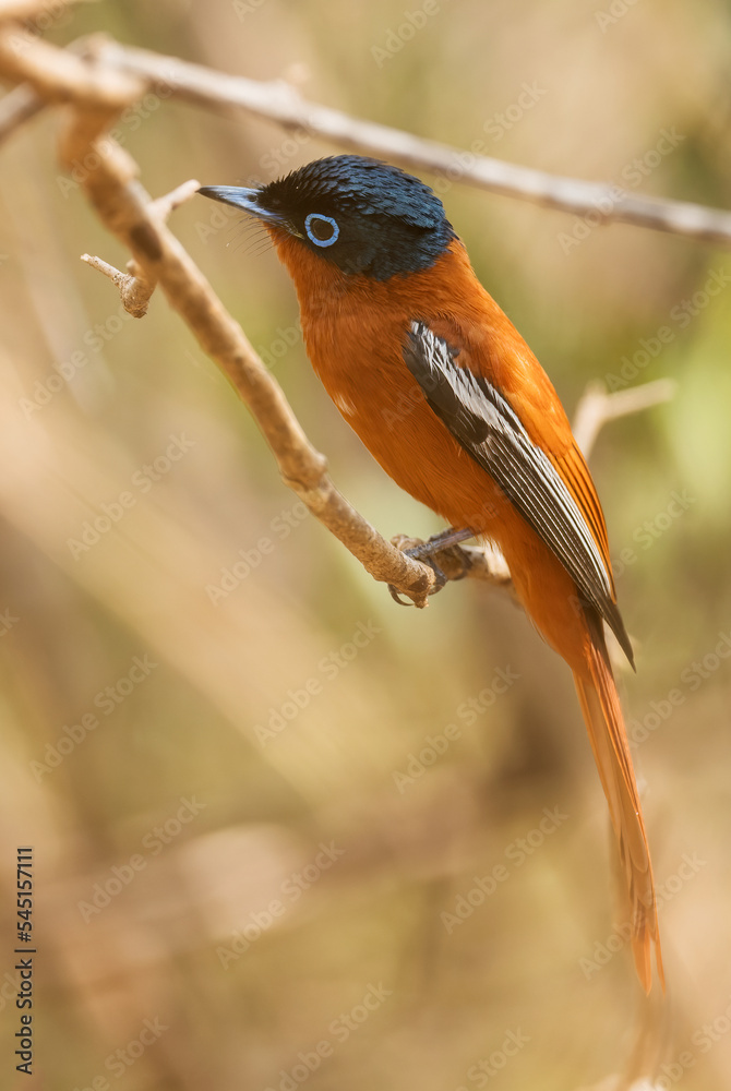 Fototapeta premium Madagascar Paradise-flycatcher - Terpsiphone mutata, Madagascar. Beautiful perching bird with extremely long tail long Madagascar forests, bushes and gardens.