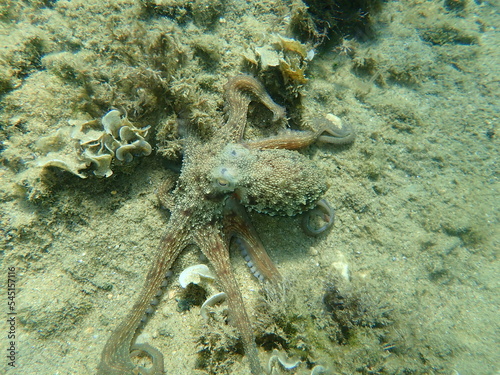 Common octopus (Octopus vulgaris) hunting, Aegean Sea, Greece, Halkidiki 