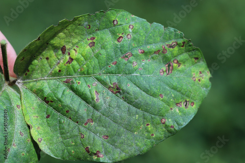 Frogeye leaf spot (Cercospora sojina) discreet circular lesions on soybean leaf photo