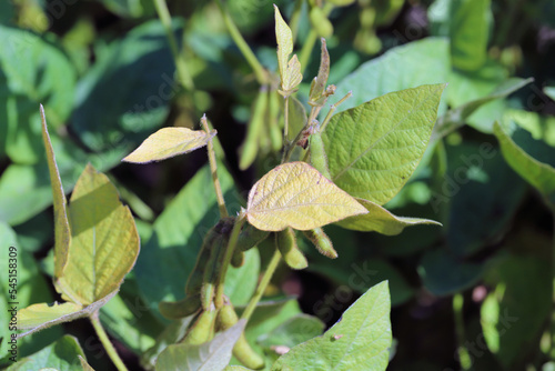 Soybean plants damaged by Red Spider Mite (Tetranychus urticae).