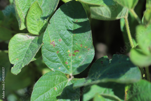Frogeye leaf spot (Cercospora sojina) discreet circular lesions on soybean leaf photo
