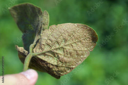 Soybean plants damaged by Red Spider Mite (Tetranychus urticae). photo