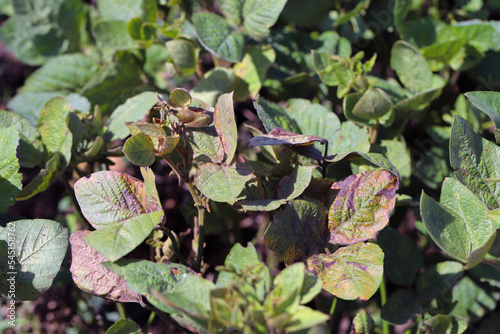 Soybean plants damaged by Red Spider Mite  Tetranychus urticae .